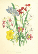 Fleurs &eacute;clatantes du jardin d'Avril